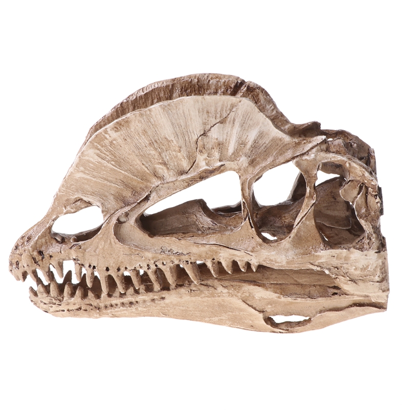 angwang Dilophosaurus Dinosaur Skull Resin Crafts Fossil Skeleton Teaching Model Halloween Home Office Decoration 