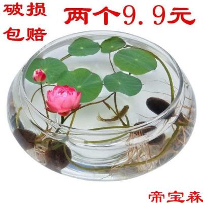 [COD] Glass vase flower hydroponic potted plant green glass water culture narcissus bowl lotus copper money grass