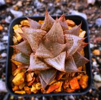 Haworthia comptoniana ‘NBK-578’ A070