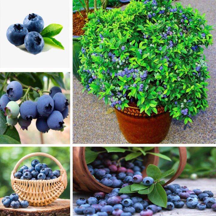 Blueberry Seeds Practical Food Planting Outdoor Planting Delicious