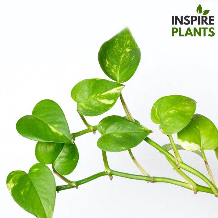 inspire-plants-พลูด่างยักษ์-giant-golden-pothos-ใบสวยมาก-มีทั้งแบบกิ่ง-ต้นใบเล็ก-ต้นใบใหญ่-เลื้อยยิ่งสูงยิ่งใบใหญ่และฉีก