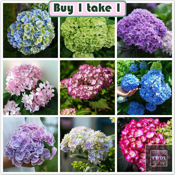 [Buy 1 Take 1]5PCS Hydrangea Seeds for Sale Bonsai Flower Seeds for
