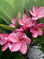 ต้นลีลาวดี เกร็ดแก้ว( Plumeria )ลีลาวดีแคระ  สายพันธุ์ เกร็ดแก้ว ลีลาวดีสีชมพูหวานที่กลีบใส เหมือนเกร็ดแก้ว มีลายเส้นสีชมพุตามแนวกลีบดอก ดอกใหญ่ ออกดอกเป็นช่อใหญ่ ต้นโตเต็มที่ 1.5 เมตร จัดส่งในกระถาง 10 นิ้ว ต้นสวย สูง 50 ซม