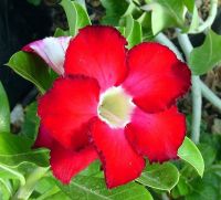 12 เมล็ด เมล็ดพันธุ์ ชวนชม สายพันธุ์ไต้หวัน ดอกชั้นเดียว Adenium seed กุหลาบทะเลทราย Desert Rose ราชินีบอนไซ อัตรางอก 80-90% มีคู่มือการปลูก