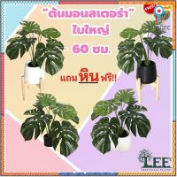 ต้นมอนสเตอร่าใบใหญ่ เสมือนจริง สูง 60 ซม. พร้อมกระถาง #ต้นไม้ปลอมตกแต่งบ้าน Leeartplants (L52) flashsale ลดกระหน่ำ