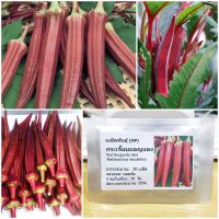 เมล็ดพันธุ์ กระเจี๊ยบมอญแดง (Red Burgundy okra Seed) 30 เมล็ด คุณภาพดี ราคาถูก ของแท้