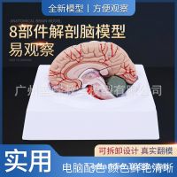 Medical cerebral cerebral arteries neurologist teaching model of cerebral arteries to the human brain structure of the skull base 8 block