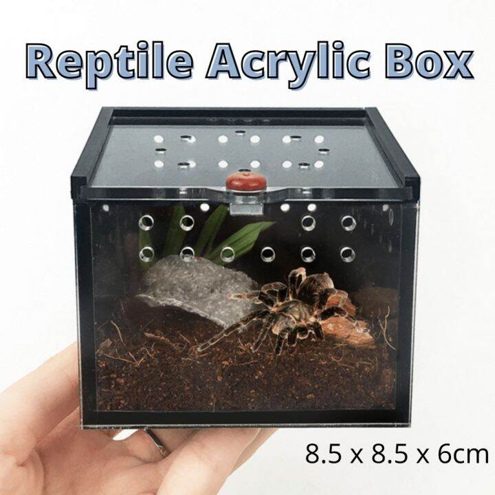 Malaysia Original Stock Reptile Acrylic Feeding Box Breeding Habitat ...