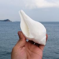 （READYSTOCK ）? Natural Super Large Conch Nepal Clamp Screw Creative Shell Ornament Fish Tank Aquarium Landscape Seabed Can Blow Lacorne YY