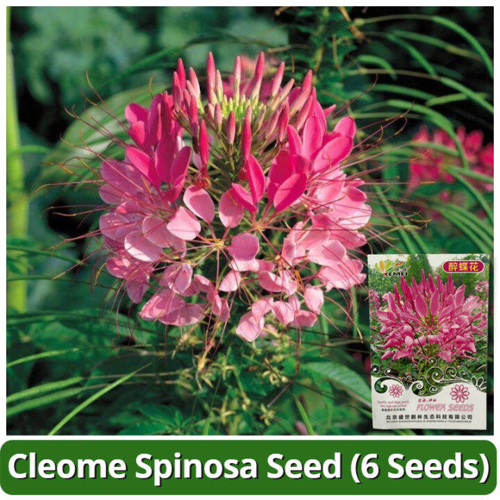 High Quality Cleome Spinosa Seed (6 Seeds) Spiny Spiderflower Flower Seeds for Gardening