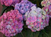 20 เมล็ด เมล็ดไฮเดรนเจีย Hydrangea Seed  เรนโบว์ คละสี ไฮเดรนเยียสายพันธุ์ฝรั่งเศส   อัตราการงอก 70-80% มีคู่มือปลูก