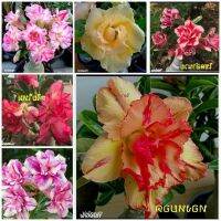 11 เมล็ด เมล็ดพันธุ์ Home Seed  ชวนชม สายพันธุ์ฮอลแลนด์ คละสี Adenium Seeds กุหลาบทะเลทราย Desert Rose ราชินีบอนไซ อัตรางอกสูง 80-90% มีคู่มือปลูก