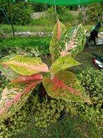 ต้นหลักทรัพย์  อโกลนีมา   Aglaonema ไม้มงคล ราชาไม้ใบ ราชาแห่งไม้ประดับ ในกระถาง 5นิ้ว 169บาท