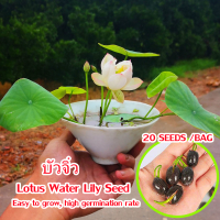 20เมล็ด/ซอง บัวจิ๋ว Mini Lotus Water Lily Seed for Sale บัว เมล็ดบัวจิ๋ว เมล็ดดอกไม้ บัวแคระ เมล็ดบัวแคระ ดอกบัวน้ำ บัวจิ๋วญี่ปุ่น บอนสี Flower Seed Hydroponic Plants ต้นไม้ฟอกอากาศ เมล็ดบอนสี บอนสีหายาก ไม้ประดับมงคล ของแต่งบ้าน บอนสีราคาถูกๆ เมล็ดดอกไม้