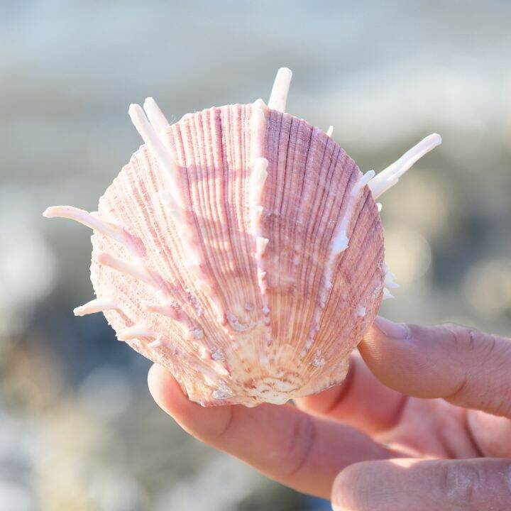 readystock-natural-large-shell-conch-red-chrysanthemum-shell-starfish-specimen-collection-fish-tank-scenery-decoration-window-home-lucky-ornaments-yy