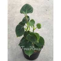 ( PRO+++ ) โปรแน่น.. ฟิโลเดนดรอนลูพินั่ม (Philodendron lupinum) กระถาง 4 นิ้ว ราคาสุดคุ้ม พรรณ ไม้ น้ำ พรรณ ไม้ ทุก ชนิด พรรณ ไม้ น้ำ สวยงาม พรรณ ไม้ มงคล