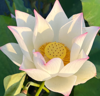 5 เมล็ด บัวนอก บัวนำเข้า บัวสายพันธุ์ Jade Lotus สีขาว สวยงาม ปลูกในสภาพอากาศประเทศไทยได้ ขยายพันธุ์ง่าย เมล็ดสด