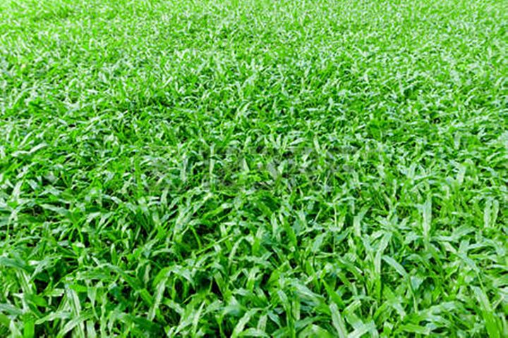 ขายส่ง-เมล็ดหญ้านวลน้อย-manila-grass-temple-grass-หญ้าปูสนาม-สนามหญ้า-หญ้าญี่ปุ่น-พืชตระกูลหญ้า-เมล็ดพันธ์หญ้า-500-กรัม