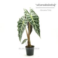 แก้วสารพัดนึกตัวผู้ Alocasia Polly  กระถาง 3 นิ้ว