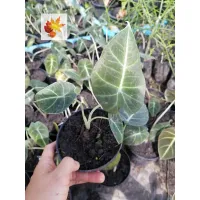 ( PRO+++ ) โปรแน่น.. อโลคาเซียแบล็คเวลเวทใบกำมะหยี่ Alocasia Black Velvet ราคาสุดคุ้ม พรรณ ไม้ น้ำ พรรณ ไม้ ทุก ชนิด พรรณ ไม้ น้ำ สวยงาม พรรณ ไม้ มงคล