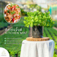 Treeno.9 T393 คิทเช่นมิ้นท์ - กลิ่นหอมมาก (Kitchen mint) ถุง 6 นิ้ว / สูง 15-30 ซม. / สมุนไพรฝรั่ง ดีต่อสุขภาพ (ต้นไม้)