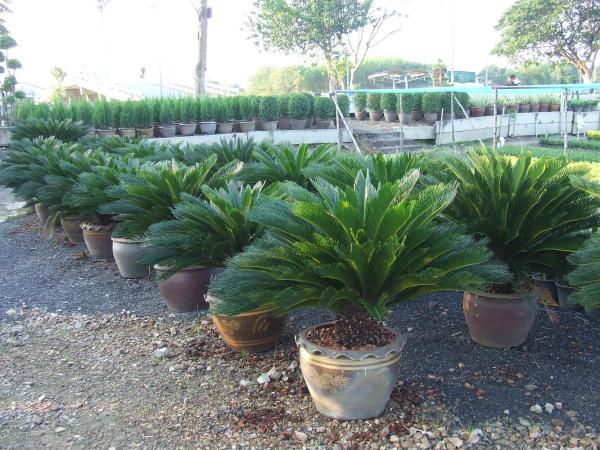 หัวหน่อ-ปรงญี่ปุ่น-cycas-siamensis-ขนาด-36-45-เซนติเมตร-ขนาดกลาง-ส่วนใหญ่จึงนิยมปลูกปรงเป็นไม้ประดับ-รวมถึงนำใบไปใช้ตกแต่งในงานพิธีต่าง-ๆ-แต่ก็ไม่ใช่แค่นั้น-เพราะเมล็ดของปรงยังนำไปสกัดเพื่อใช้เป็นแป้ง