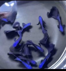 Cá 7 màu blue tazan - blue tarzan - 1 cặp trống mái làm giống