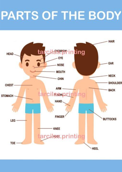 Parts of the Body Chart A4 Laminated High Print Quality | Lazada PH