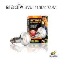 Exo Terra Intense Basking Spot 75W หลอดไฟ UVA แสงกระจุกตัว สำหรับกกไฟกลางวัน (กล่องส้ม) [EX01]