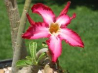 12 เมล็ด เมล็ดพันธุ์ ชวนชม สายพันธุ์ไต้หวัน ดอกชั้นเดียว Adenium seed กุหลาบทะเลทราย Desert Rose ราชินีบอนไซ อัตรางอก 80-90% มีคู่มือการปลูก