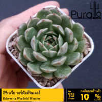 ต้นไม้อวบน้ำ กุหลาบหิน อิชิเวเรีย วอร์ฟิลด์วันเดอร์ Echeveria Worfield Wonder #succulent #สีชมพู #Echeveria