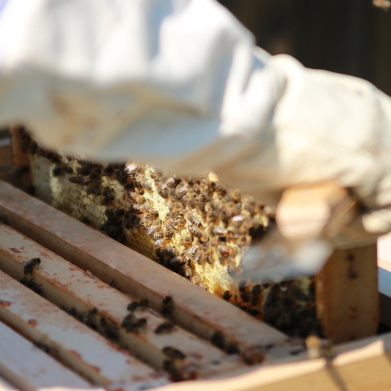 Combo 3 lọ mật ong rừng nguyên chất tự nhiên hoa cà phê 500ml siêu tiết - ảnh sản phẩm 7
