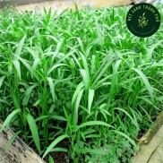 GIAO HÀNG 2 GIỜ Hạt giống Rau Muống Lá Tre năng suất cao 50gr