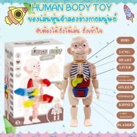 【Familiars】COD Human Body Model ของเล่นจำลองร่างกายมนุษย์ ของเล่นstem ของเล่นเพื่อการศึกษา ของเล่นวิทยาศาสตร์ ของเล่นเด็ก