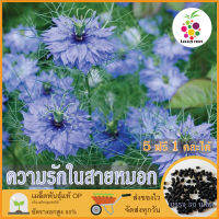 ซื้อ5 แถม1 เมล็ดพันธุ์ ดอกความรักในสายหมอก 30 เมล็ด Love in a Mist (Nigella Damascena) เมล็ดพันธุ์แท้ ปลูกง่าย อัตรางอกสูง เก็บเมล็ดปลูกต่อได้