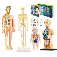 Human Torso Educational Assembly Organ Teaching Tools Early Children