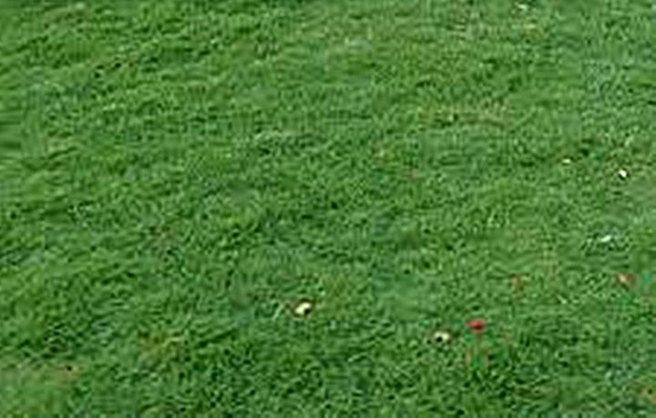ขายส่ง-1-กิโลกรัม-เมล็ดหญ้าพาสพาลัม-paspalum-grass-หญ้าปูสนาม-สนามหญ้า-พืชตระกูลหญ้า-เมล็ดพันธ์หญ้า-ปูหญ้า-ปูสนาม-สนามหญ้าและสวน