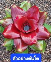 สับปะรดสี Neoregelia Concentica Hybrid จัดส่งแบบถอดกระถาง ต้นไม้มงคล ต้นไม้ฟอกอากาศ