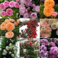 30 เมล็ด เมล็ดพันธุ์ กุหลาบ Climbing Rose Rosa Multiflora Rose Seed ดอกใหญ่ นำเข้าจากต่างประเทศ พร้อมคู่มือ เมล็ดสด ใหม่