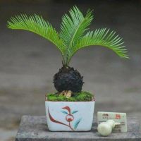 หัวหน่อ ปรงญี่ปุ่น Cycas siamensis ขนาดจิ๋ว 10-15 เซนติเมตร ขนาดเล็ก หายาก ส่วนใหญ่จึงนิยมปลูกปรงเป็นไม้ประดับ