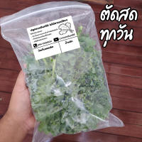 kale ผักเคลสด คะน้าใบหยิก ปลูกแบบอินทรีย์100% น้ำหนัก 200 กรัม