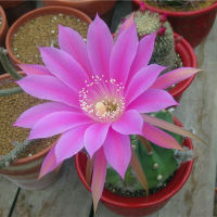 Plants Center พร้อมส่ง กระบองเพชร แคคตัส cactus Echinopsis Tubiflora ฟอร์มกอ7-8cm มีถิ่นกำเนิดในอเมริกาใต