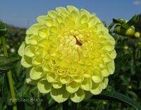 1 เหง้า/ชุุด รักเร่ Dahlia Bulb สายพันธุ์ Jowey Martina หัวรักเร่ ดอกไม้ หัวหน่อ เหง้า นำเข้า เนเธอร์แลน หัวสดใหม่