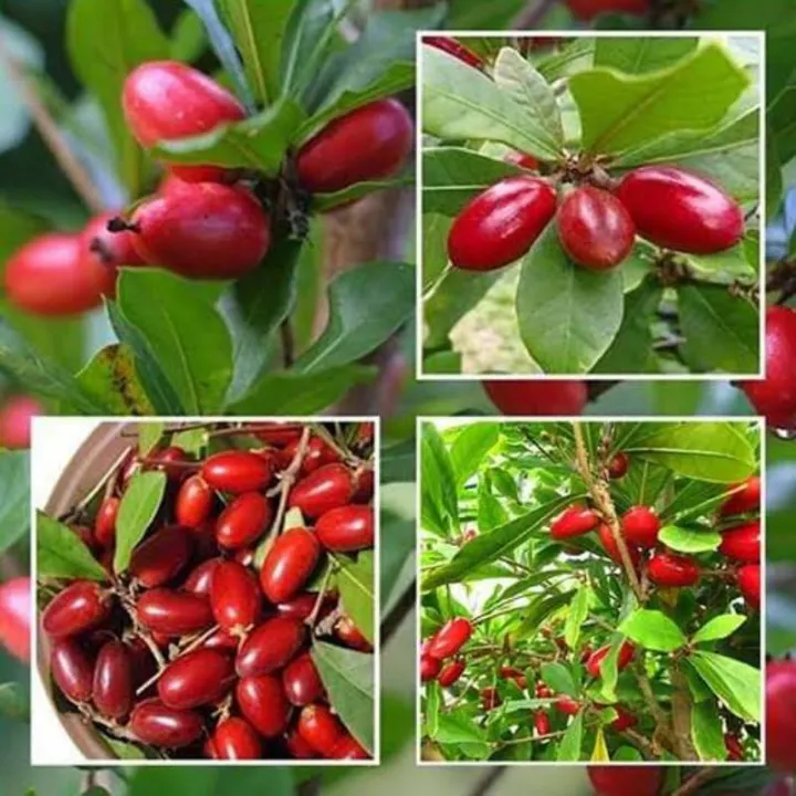 Miracle Berry/ Magic Berry | Lazada PH