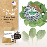 1แถม1 เมล็ดผักนำเข้า ปวยเล้งฝรั่ง Spinach ใบกลมต้นเล็ก (Organic Seed) คนไทยส่วนใหญ่เรียกผักชนิดนี้ว่าผักโขม