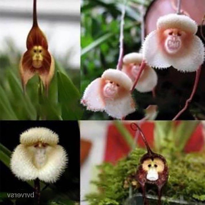 20-เมล็ดพันธุ์-เมล็ดกล้วยไม้-กล้วยไม้-orchid-flower-seed-อัตราการงอก-80-85