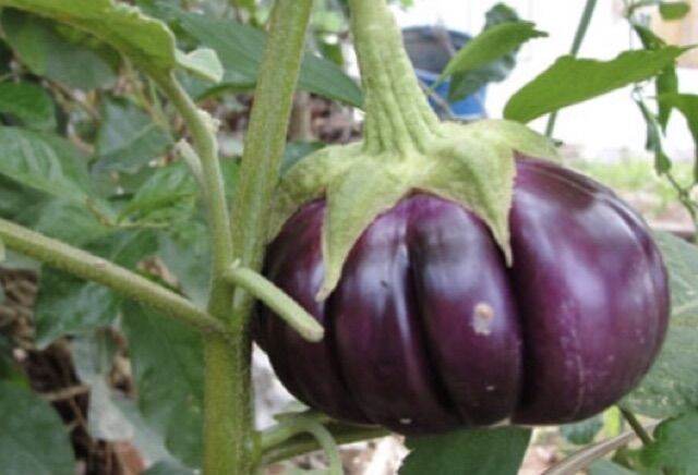 มะเขือ-มะเขือเปราะม่วง-eggplant-seeds-มะเขือแบล๊คไดม่อน-มะเขือไข่เต่าขาว-มะเขือคางกบ