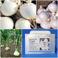 เมล็ดพันธุ์ หัวหอมสเปนสีขาว White Sweet Spanish Onion Seed 150 เมล็ด คุณภาพดี ราคาถูก ของแท้