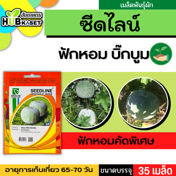 ซีดไลน์ 🇹🇭 ฟักหอมคัดพิเศษ บิ๊กบูม ขนาดบรรจุประมาณ 35 เมล็ด อายุเก็บเกี่ยว 65-70 วัน