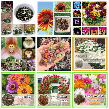 ดอกไม้ปลูกง่าย ราคาถูก ซื้อออนไลน์ที่ - ต.ค. 2023 | Lazada.Co.Th